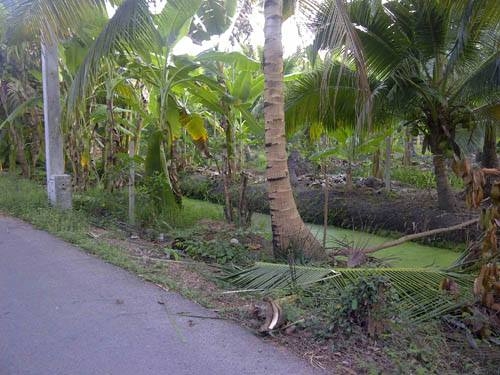 มีที่สมุทรสงคราม ต.คลองเขิน- ต.นางตะเคียน อ.เมือง จ.สมุทรสงคราม ให้เช่าหลายแปลง มีทั้งแปลงน้ำจืด และแปลงน้ำกร่อย มีแปลงสวนมะพร้าวน้ำหอม 8 ไร่ แปลงสวนมะพร้าวกะทิ 1.5ไร่/4ไร่มี3แปลงพร้อมบ้านเช่า/8ไร่มี2แปลง/22ไร่/5.5ไร่(จะล้มมะพร้าวปลูกพืช ผักก็ได้) ราคาไร่