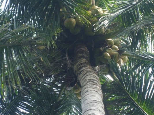 มีที่สมุทรสงคราม ต.คลองเขิน- ต.นางตะเคียน อ.เมือง จ.สมุทรสงคราม ให้เช่าหลายแปลง มีทั้งแปลงน้ำจืด และแปลงน้ำกร่อย มีแปลงสวนมะพร้าวน้ำหอม 8 ไร่ แปลงสวนมะพร้าวกะทิ 1.5ไร่/4ไร่มี3แปลงพร้อมบ้านเช่า/8ไร่มี2แปลง/22ไร่/5.5ไร่(จะล้มมะพร้าวปลูกพืช ผักก็ได้) ราคาไร่