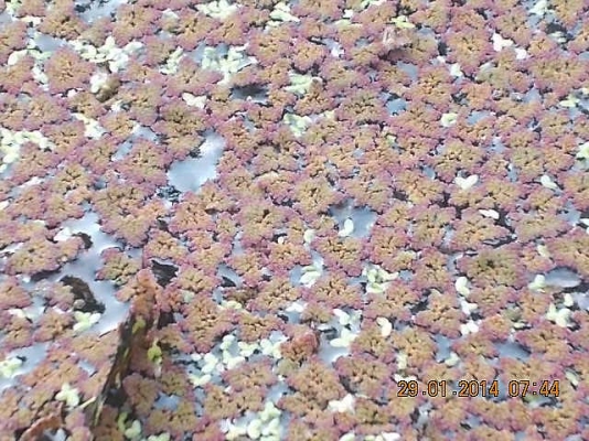 ขายแหนแดง กก.ละ 150 บาทส่ง EMS ครับ