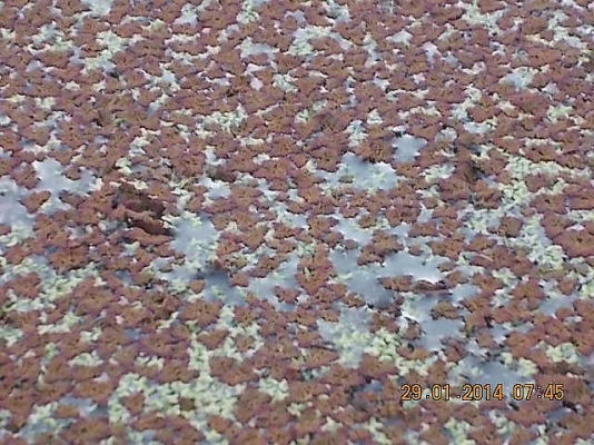 ขายแหนแดง กก.ละ 150 บาทส่ง EMS ครับ