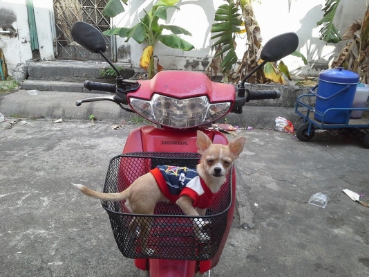 Wave 110 ปี 47 สีแดง เครื่องแน่น ไม่ดัง ราคาเบาๆ รีบจับจองด่วนๆ