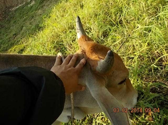 ขายวัว  ลูกสาวสวยๆ ของ SKตูมตาม8  อยู่ อ.ศีขร ฯ  สุรินทร์ครับ