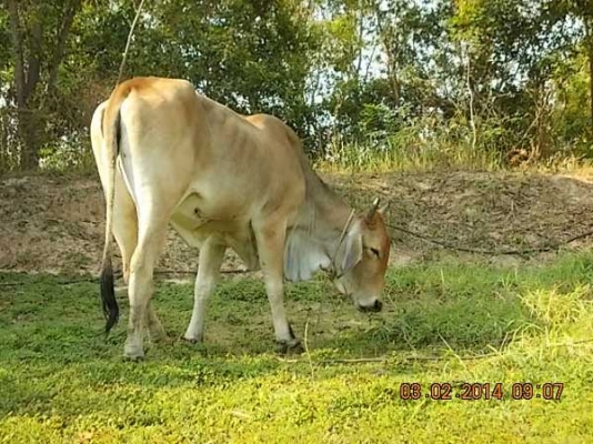 ขายวัว  ลูกสาวสวยๆ ของ SKตูมตาม8  อยู่ อ.ศีขร ฯ  สุรินทร์ครับ