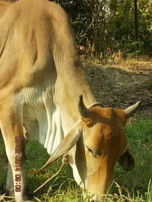 ขายวัว  ลูกสาวสวยๆ ของ SKตูมตาม8  อยู่ อ.ศีขร ฯ  สุรินทร์ครับ