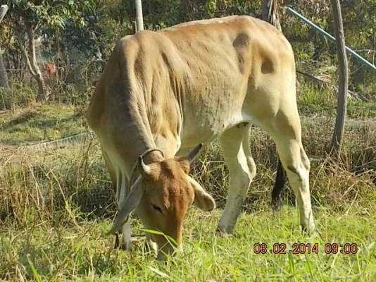 ขายวัว  ลูกสาวสวยๆ ของ SKตูมตาม8  อยู่ อ.ศีขร ฯ  สุรินทร์ครับ