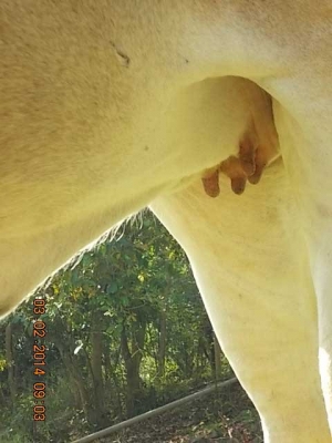 ขายวัว  ลูกสาวสวยๆ ของ SKตูมตาม8  อยู่ อ.ศีขร ฯ  สุรินทร์ครับ