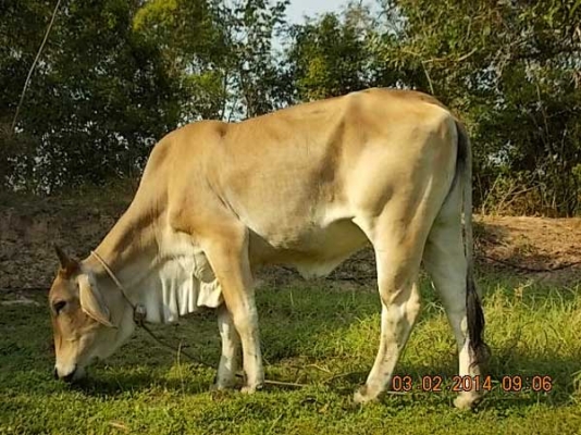 ขายวัว  ลูกสาวสวยๆ ของ SKตูมตาม8  อยู่ อ.ศีขร ฯ  สุรินทร์ครับ