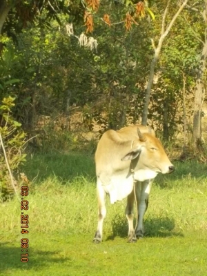 ขายวัว  ลูกสาวสวยๆ ของ SKตูมตาม8  อยู่ อ.ศีขร ฯ  สุรินทร์ครับ