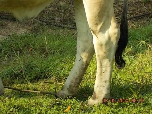 ขายวัว  ลูกสาวสวยๆ ของ SKตูมตาม8  อยู่ อ.ศีขร ฯ  สุรินทร์ครับ