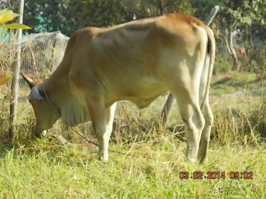 ขายวัว  ลูกสาวสวยๆ ของ SKตูมตาม8  อยู่ อ.ศีขร ฯ  สุรินทร์ครับ