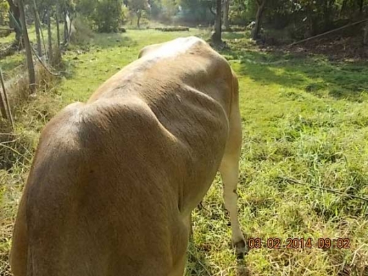 ขายวัว  ลูกสาวสวยๆ ของ SKตูมตาม8  อยู่ อ.ศีขร ฯ  สุรินทร์ครับ