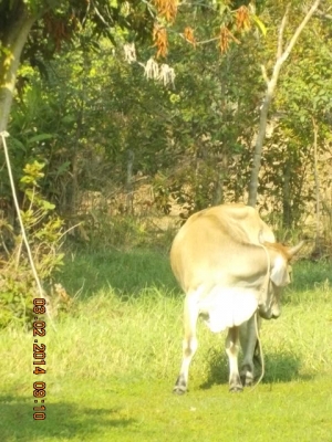 ขายวัว  ลูกสาวสวยๆ ของ SKตูมตาม8  อยู่ อ.ศีขร ฯ  สุรินทร์ครับ