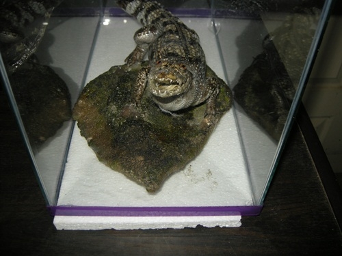 ขายด่วน จระเข้สตาฟ มีไว้ประดับบารมี ราคาถูก มีไม่กี่ตัวเท่านั้น