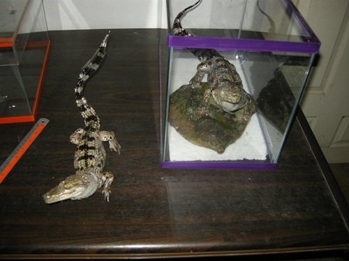 ขายด่วน จระเข้สตาฟ มีไว้ประดับบารมี ราคาถูก มีไม่กี่ตัวเท่านั้น ขายด่วน จระเข้สตาฟ มีไว้ประดับบารมี ราคาถูก มีไม่กี่ตัวเท่านั้น