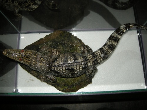 ขายด่วน จระเข้สตาฟ มีไว้ประดับบารมี ราคาถูก มีไม่กี่ตัวเท่านั้น ขายด่วน จระเข้สตาฟ มีไว้ประดับบารมี ราคาถูก มีไม่กี่ตัวเท่านั้น