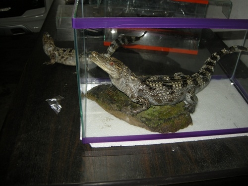 ขายด่วน จระเข้สตาฟ มีไว้ประดับบารมี ราคาถูก มีไม่กี่ตัวเท่านั้น ขายด่วน จระเข้สตาฟ มีไว้ประดับบารมี ราคาถูก มีไม่กี่ตัวเท่านั้น