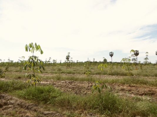 ขายที่ดิน จ.ชลบุรี ติด ถ.331 เข้าซอยประมาณ 800 ม 30 ไร่ 1 งาน เหมาะสร้างโรงงาน โกดัง บ้านจัดสรร ไร่ละ ราคา 700000 บาท ขายที่ดิน จ.ชลบุรี ติด ถ.331 เข้าซอยประมาณ 800 ม 30 ไร่ 1 งาน เหมาะสร้างโรงงาน โกดัง บ้านจัดสรร ไร่ละ ราคา 700000 บาท