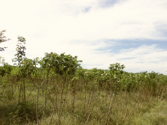 ขายที่ดิน จ.ชลบุรี ติด ถ.331 เข้าซอยประมาณ 800 ม 30 ไร่ 1 งาน เหมาะสร้างโรงงาน โกดัง บ้านจัดสรร ไร่ละ ราคา 700000 บาท ขายที่ดิน จ.ชลบุรี ติด ถ.331 เข้าซอยประมาณ 800 ม 30 ไร่ 1 งาน เหมาะสร้างโรงงาน โกดัง บ้านจัดสรร ไร่ละ ราคา 700000 บาท