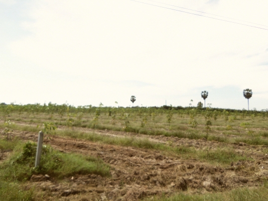 ขายที่ดิน จ.ชลบุรี ติด ถ.331 เข้าซอยประมาณ 800 ม 30 ไร่ 1 งาน เหมาะสร้างโรงงาน โกดัง บ้านจัดสรร ไร่ละ ราคา 700000 บาท ขายที่ดิน จ.ชลบุรี ติด ถ.331 เข้าซอยประมาณ 800 ม 30 ไร่ 1 งาน เหมาะสร้างโรงงาน โกดัง บ้านจัดสรร ไร่ละ ราคา 700000 บาท