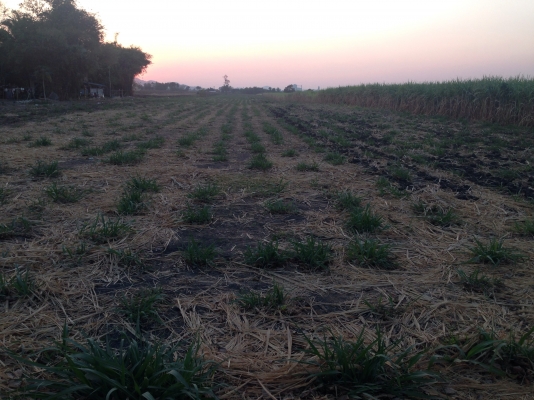 ขายที่ดิน สวย อยู่ อ.พัฒนานิคม