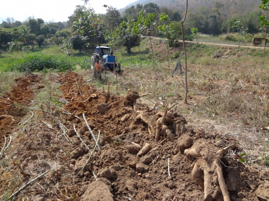 ขายต้นมันพันธุ์เกล็ดมังกรของแท้รับรองคุณภาพ