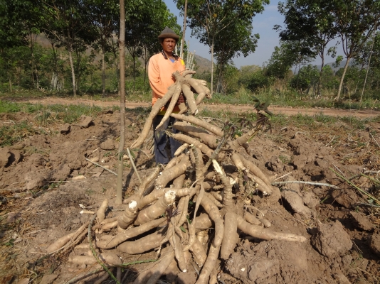 ขายต้นมันพันธุ์เกล็ดมังกรของแท้รับรองคุณภาพ