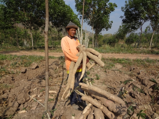 ขายต้นมันพันธุ์เกล็ดมังกรของแท้รับรองคุณภาพ