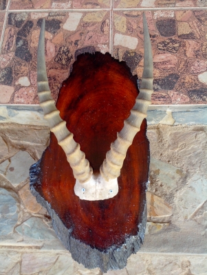 ขายเขา อิมพาลา แอฟริกา เก่าเก็บ