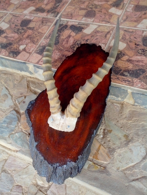 ขายเขา อิมพาลา แอฟริกา เก่าเก็บ