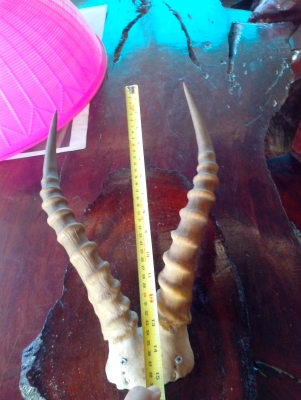 ขายเขา อิมพาลา แอฟริกา เก่าเก็บ