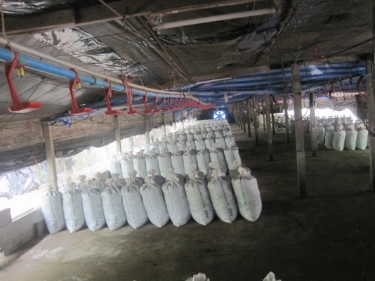 ขายขี้ไก่ฉีดEM กระสอบละ25บาท หน้าฟาร์มขึ้นรถให้พร้อมจ.ระยอง