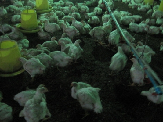 ขายขี้ไก่ฉีดEM กระสอบละ25บาท หน้าฟาร์มขึ้นรถให้พร้อมจ.ระยอง