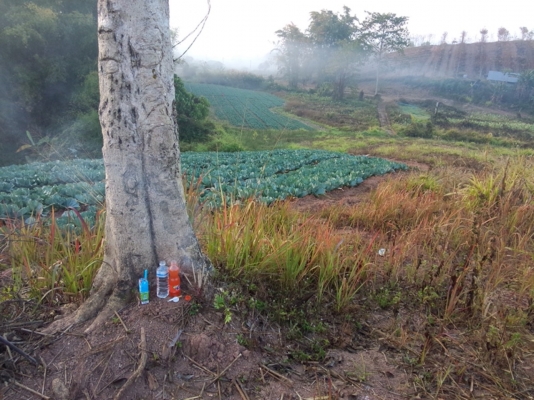 ขายที่ดินเขาค้อ ติดถนน 22 ไร่ ขายที่ดินเขาค้อ ติดถนน 22 ไร่