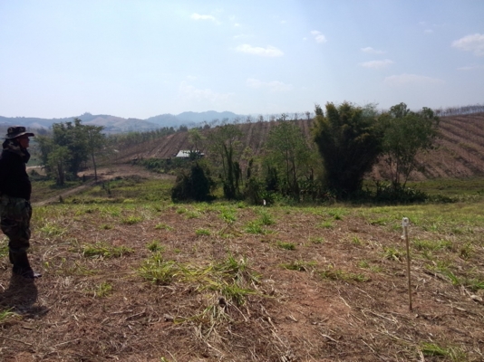 ขายที่ดินเขาค้อ ติดถนน 22 ไร่ ขายที่ดินเขาค้อ ติดถนน 22 ไร่