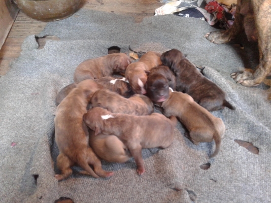 ขายลูกสนัขพิบูล