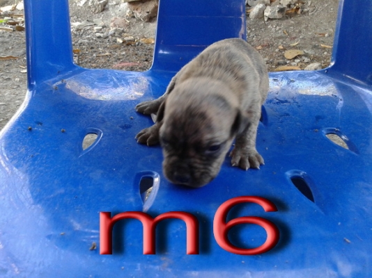 ขายลูกสนัขพิบูล