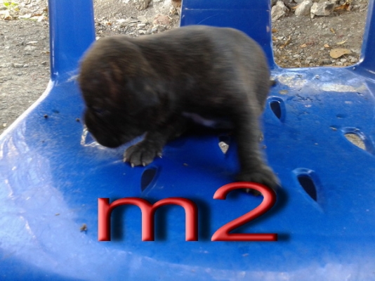 ขายลูกสนัขพิบูล