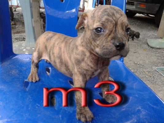 ขายลูกสนัขพิบูล