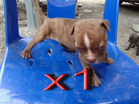 ขายลูกสนัขพิบูล