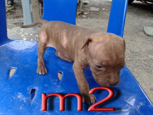 ขายลูกสนัขพิบูล