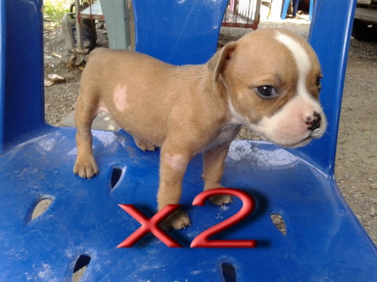 ขายลูกสนัขพิบูล