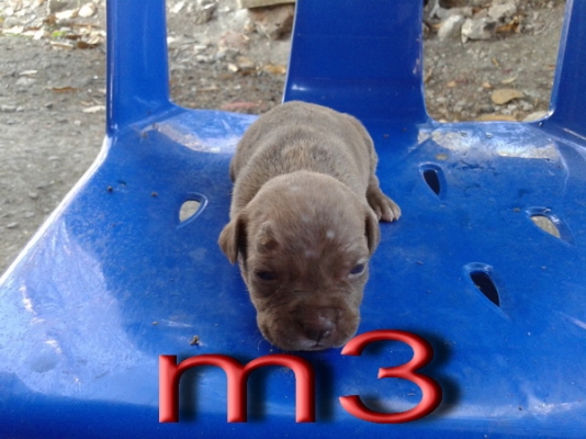 ขายลูกสนัขพิบูล