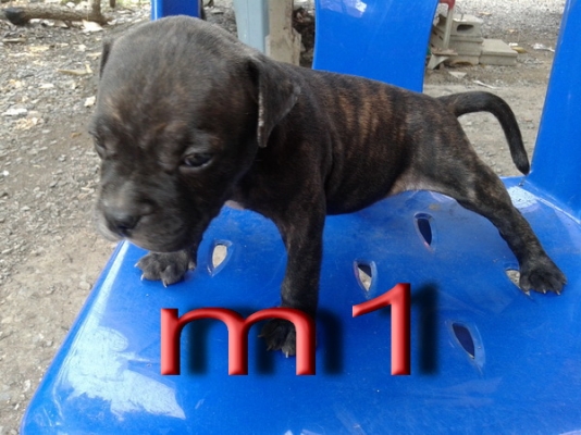 ขายลูกสนัขพิบูล