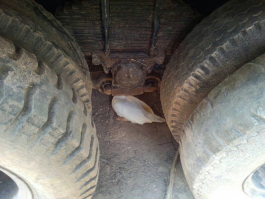 รถฮีโน่ 10 ล้อดั้ม F17  168 แรงม้า.  สนใจติดต่อ 081 - 6079515