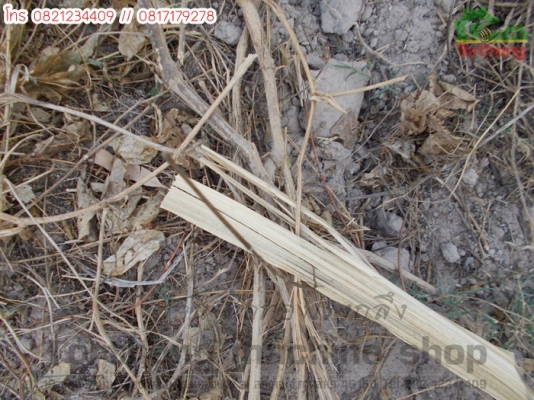 ลิปเปอร์รถไถขนาดเล็ก 21-24แรง ใส่ปุ๋ย สับใบอ้อย เข้าร่องอ้อย พร้อมใส่ปุ๋ย คลิก!