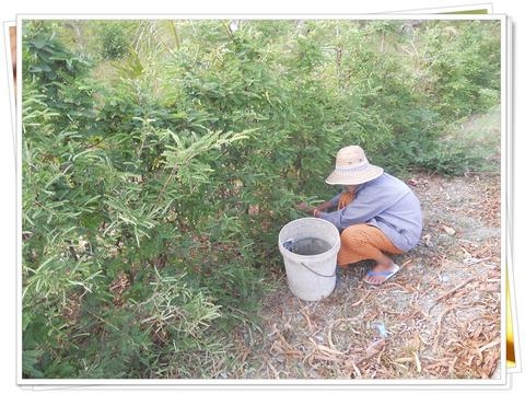 ขายเม็ดมะขามปี62ออกแล้วครับ ของใหม่ไม่มีมอด ขายเม็ดมะขามปี62ออกแล้วครับ ของใหม่ไม่มีมอด