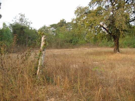 ขายที่ดินติดถนน ออกจาก 4 แยกยางตลาด โฉนด 20  ยังไม่ถม