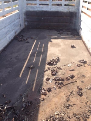 ขายลูกพ่วง 2คานสามมิตร รอนนอน รถสวยมากๆ ซื้อมาจอดไว้นาน คัสซีสวย