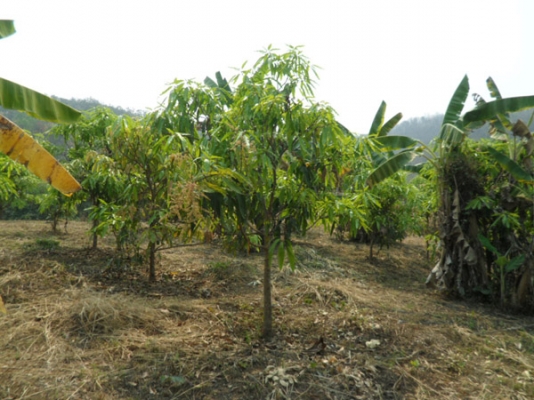 ขายที่ดินบนภูเขามีลำใยให้ผลแล้วมะม่วงกล้วยทำเลสวย 2.7แสน7ไร่
