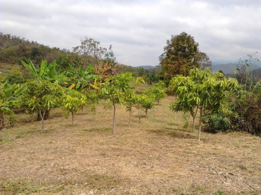 ขายที่ดินบนภูเขามีลำใยให้ผลแล้วมะม่วงกล้วยทำเลสวย 2.7แสน7ไร่